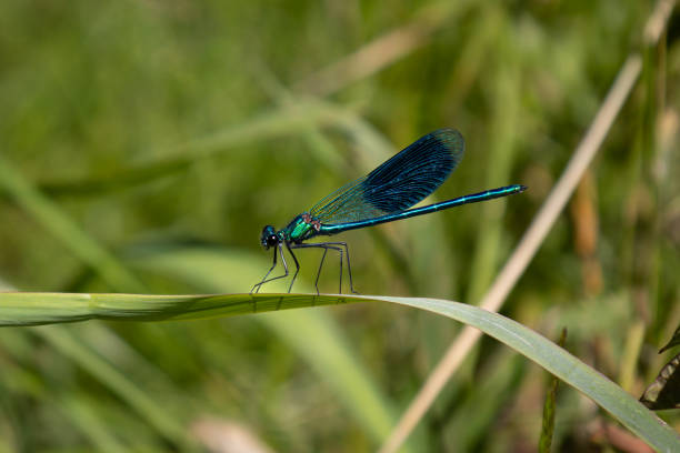 istock The blue dragonfly with beautiful metallic blue colors 1403522791