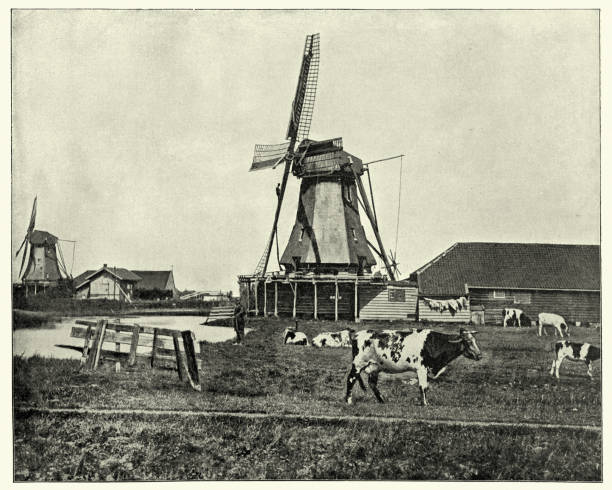 istock Traditional Dutch windmills, Holland, Farm, Cows, Cattle, 1890s, 19th Century 1403522982