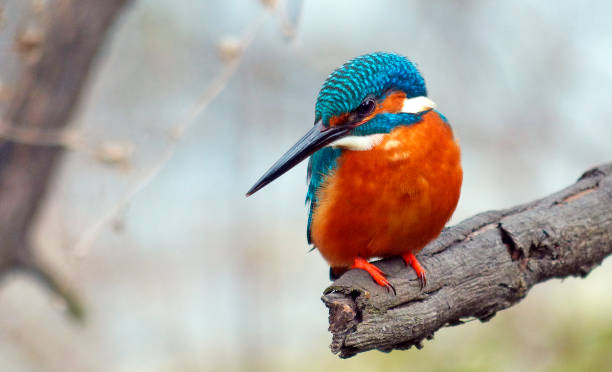 Kingfisher Indian 'Small Blue' or the 'Common" Kingfisher  (Alcedo atthis) - also known as the Eurasian kingfisher and river kingfisher, is a small kingfisher with seven subspecies recognized within its wide distribution across Eurasia and North Africa. bharatpur stock pictures, royalty-free photos & images