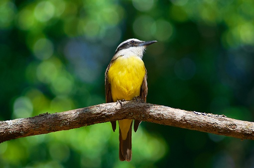 Portrait of a Geeat kiskadee, known as “Bem-te-vi” in Brazil (Pitangus sulphuratus), standing on a tree branch with beautiful foliage and green leaves behind it, defocussed.