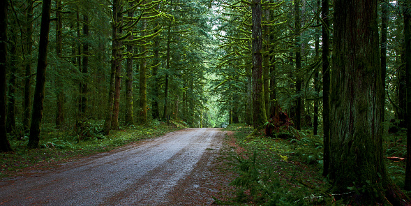 A small gravel road through the deep and dark forest, lined with firns, and trees covered in moss.