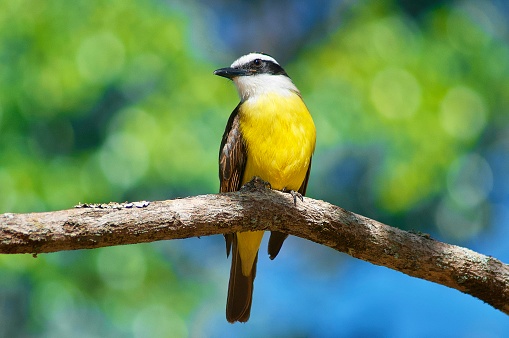 Portrait of a Geeat kiskadee, known as “Bem-te-vi” in Brazil (Pitangus sulphuratus), standing on a tree branch with beautiful foliage and green leaves behind it, defocussed.