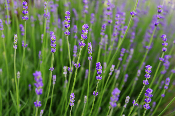 istock lavender flowers in the garden 1403525478