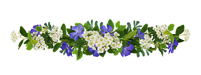 Spring twigs of periwinkles and spirea with small green leaves, flowers and buds in a floral garland isolated on white. Springtime.
