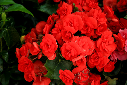 Colorful Begonia Evansiana Andrews plants in the garden