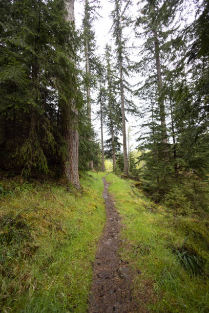 sentiero attraverso una pineta nelle highlands scozzesi - scotland loch ness inverness fort augustus foto e immagini stock