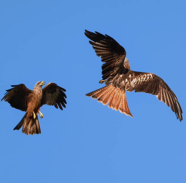 Red kite flying with black kite Red kite flying with black kite milvus migrans stock pictures, royalty-free photos & images