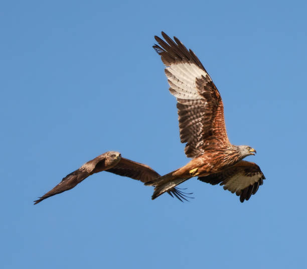istock Red kite flying with black kite 1403527871