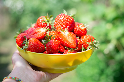A cup with delicious ripe red strawberries in a woman's hand on a background of garden greenery. Summer harvest of berries, dessert variety Clery.