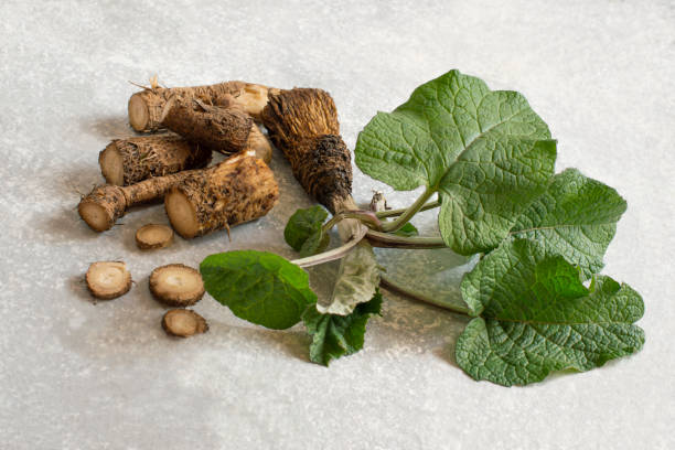 Roots and leaves of medicinal plant burdock stock photo