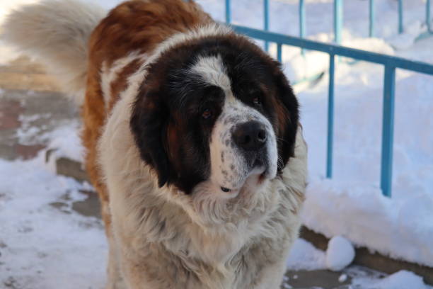 istock Smiling beautiful dog on a frosty winter evening 1403528653