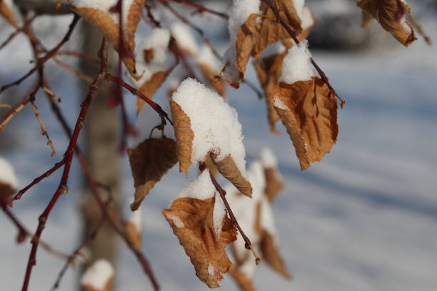 istock Lightly covered with snow leaves in the old park 1403528663