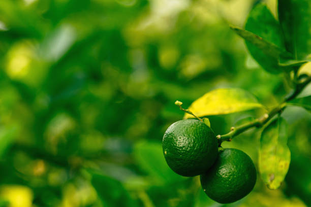 istock Ripe green lime on the small evergreen tree 1403531762