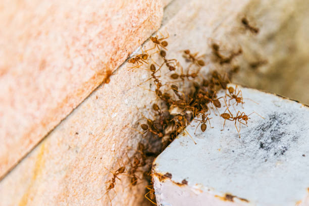 colonie de fourmis de feu grouillant mur de la maison humaine. - colony swarm of insects pest animal photos et images de collection
