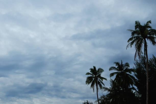 Background of dark rainy sky and silhouette of palm trees