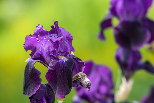 Close-up of a gladiolus