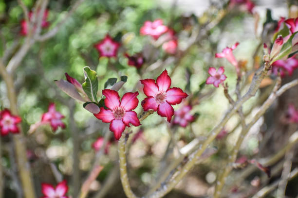 istock desert rose blooming with red and pink flowers 1403534049