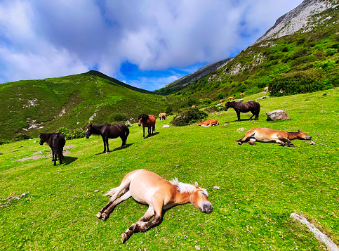 Horses sleeping in the Sierra del Sueve, Colunga and Parres municipalities, Asturias, Spain