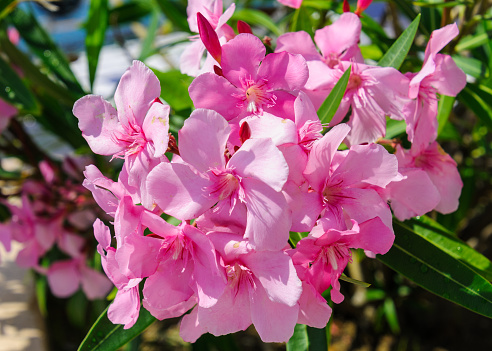 A cluster of bright pink oleander flowers growing in a public park in Hamilton, Bermuda