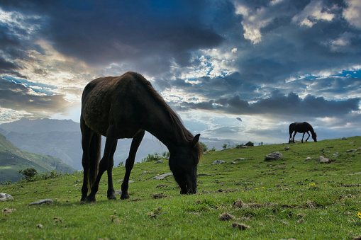 Asturcon breed horses grazing in the Sierra del Sueve, Asturias, Spain