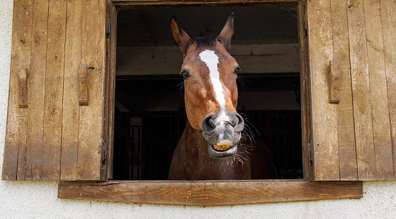 Cheerful thoroughbred brown horse with short groomed dark coat neighs and shows his teeth, sticking head out of window in his stall in clean professional stable with sporting purebred trained horses
