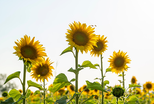 Sunflower field at sunset