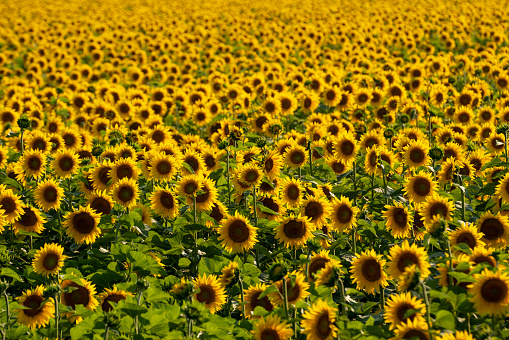 Sunflower field at sunset