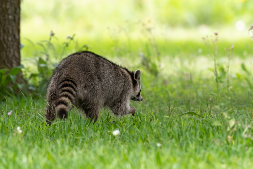 A raccoon foraging for food in green grass.