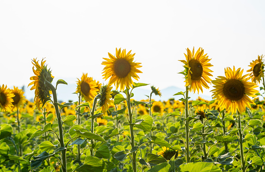 a row of young sunflower plants on a clean field of weeds.
