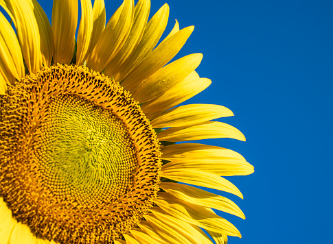 Sunflower close up, Blue sky background