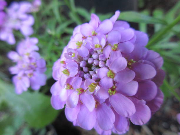 Bright Purple Violet Candytuft Flower Close Up in Summer 2021.