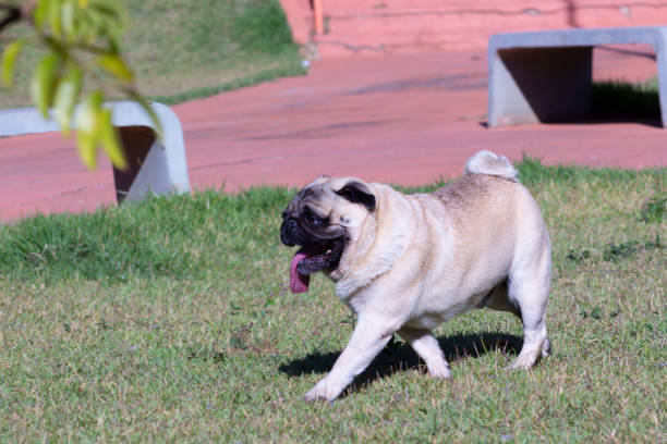 istock Dog Breed Pug walking on the lawn outdoors. No collar. 1403543323