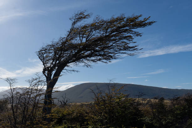 istock a tree with its leaves and trunk blown to one side by the wind 1403543988