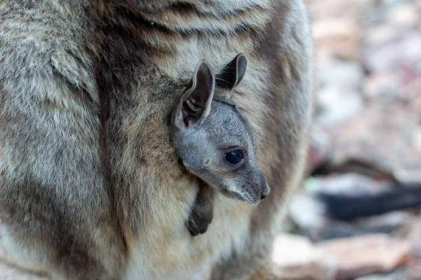 Black-footed Rock Wallaby stock photo