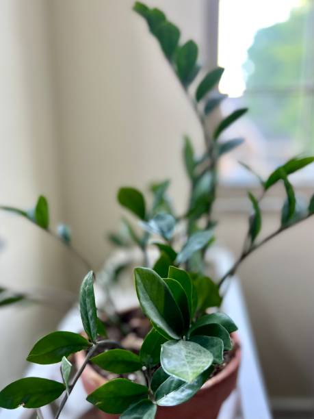 istock Houseplant Abstract by Window 1403546213