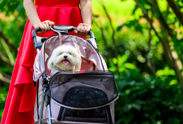 Woman in Long Red Satin Gown Strolls Her Maltese Dog in Matching Outfit in Spring A young woman and her one year-old female Maltese dog enjoy a spring day together
 in matching dressy outfits. baby stroller stock pictures, royalty-free photos & images