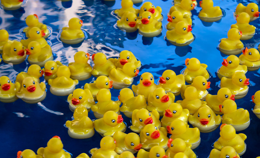 Plastic yellow ducks floating on water
