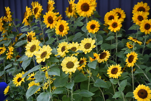 Sunflower flowers. Asteraceae annual plants. Seeds are edible.