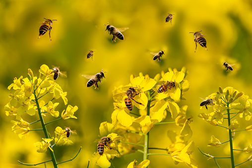 Close-up of a swarm of honey bees in a flowering rapeseed field