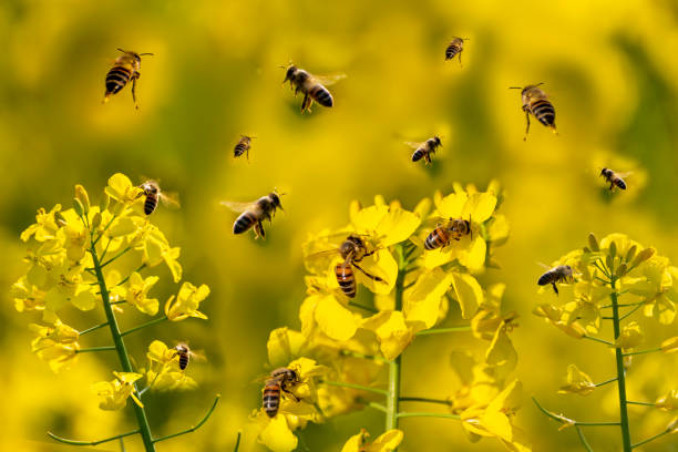 Bienen Close-up of a swarm of honey bees in a flowering rapeseed field nose flower stock pictures, royalty-free photos & images
