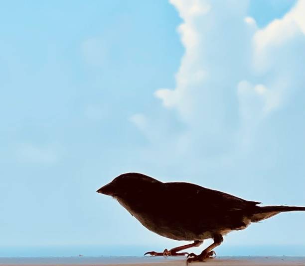 Bird Silhouette stock photo