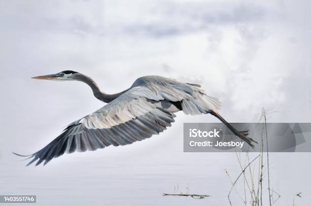 Great Blue Heron Liftoff Ii Stock Photo - Download Image Now - Heron, Bird, Taking Off - Activity