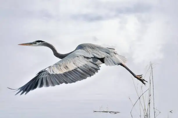 A great blu heron lifting off from a marsh against s soft blue sky