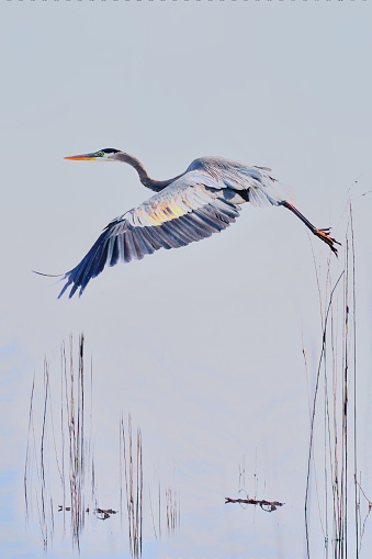 A great blu heron lifting off from a marsh against s soft blue sky