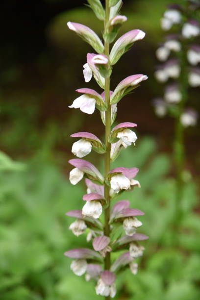 istock Acanthus molliis flowers. 1403552868