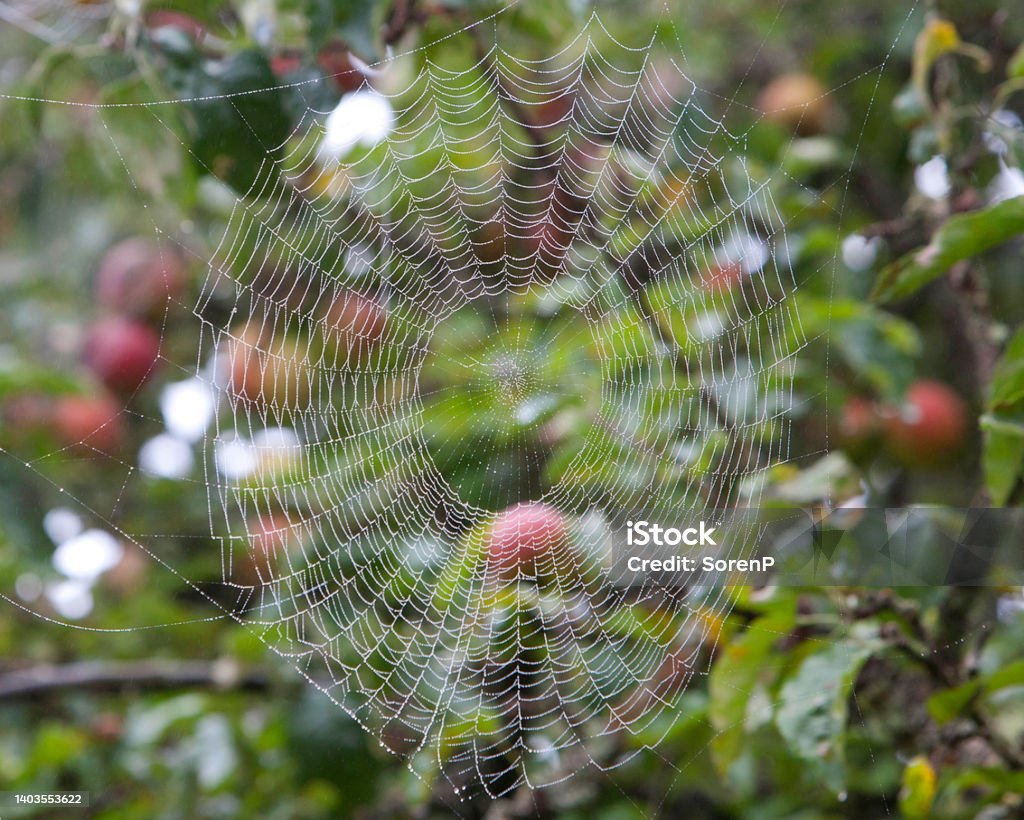 Spiders Web A close-up photo of a spider's web, covered in morning dew, that is hanging on an apple tree, out of focus in the background. Apple Tree Stock Photo