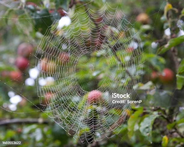 Spiders Web Stock Photo - Download Image Now - Apple Tree, Backgrounds, Close-up