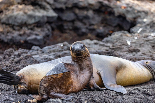 istock Galapagos Sea Lions Resting 1403554527