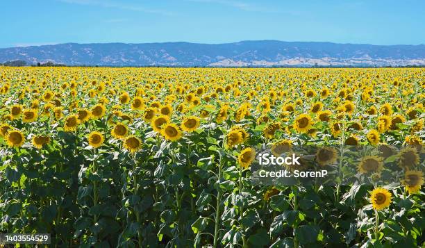 Sunflower Field Stock Photo - Download Image Now - Agricultural Field, Agriculture, Beauty
