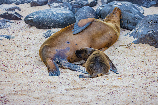 Mother nursing baby sea lion
